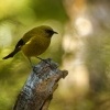 Medosavka novozelandska - Anthornis melanura - Bellbird - makomako 5721